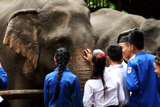 Mekong Elephant Park